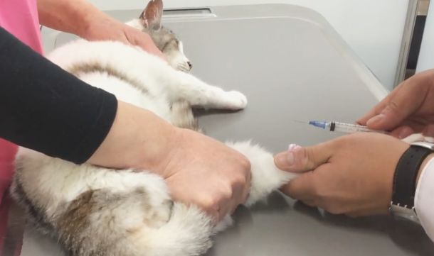 動物病院で血液検査のための注射をしているところ。